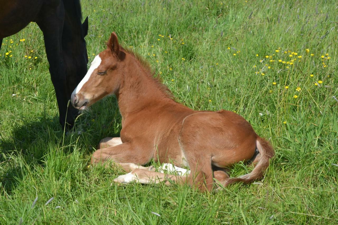 Gite Du Haras Les Aubiers Dış mekan fotoğraf