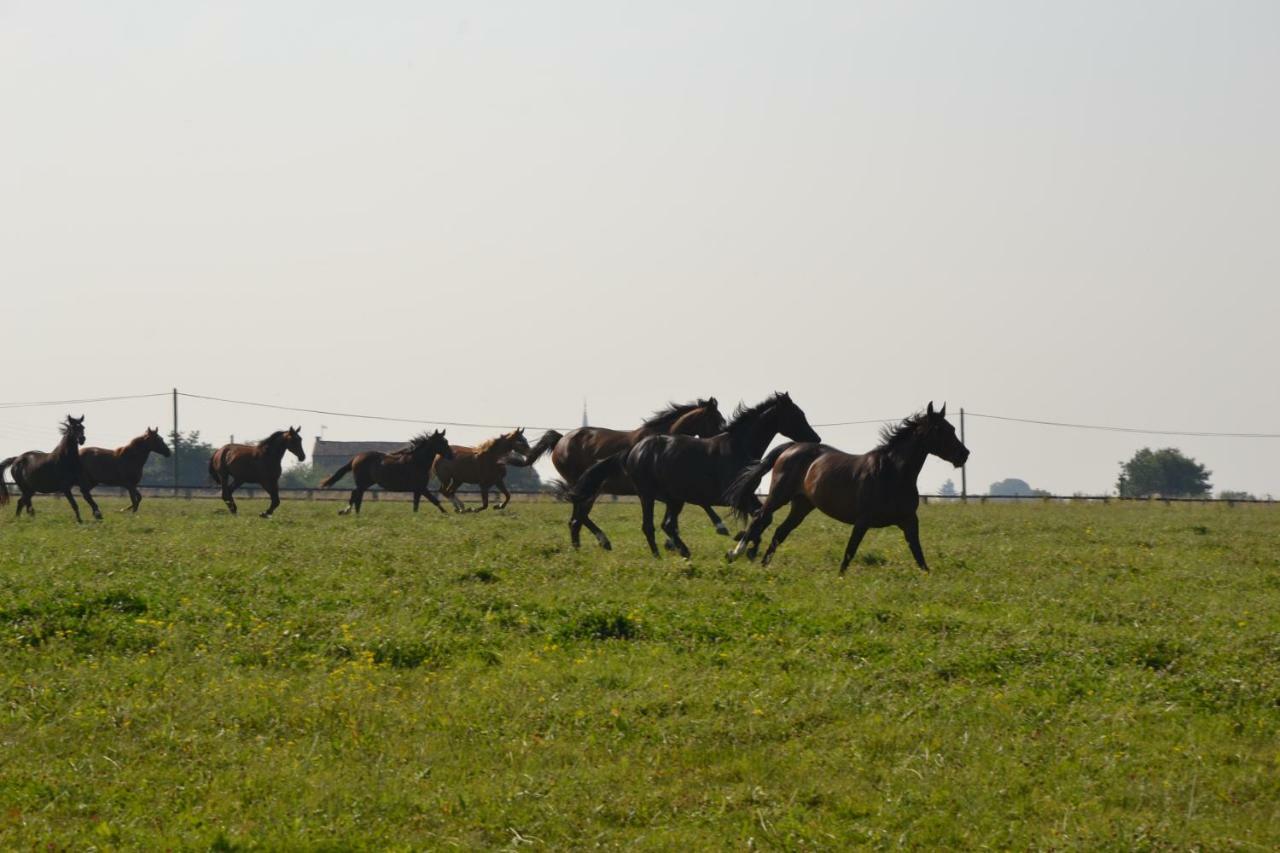 Gite Du Haras Les Aubiers Dış mekan fotoğraf