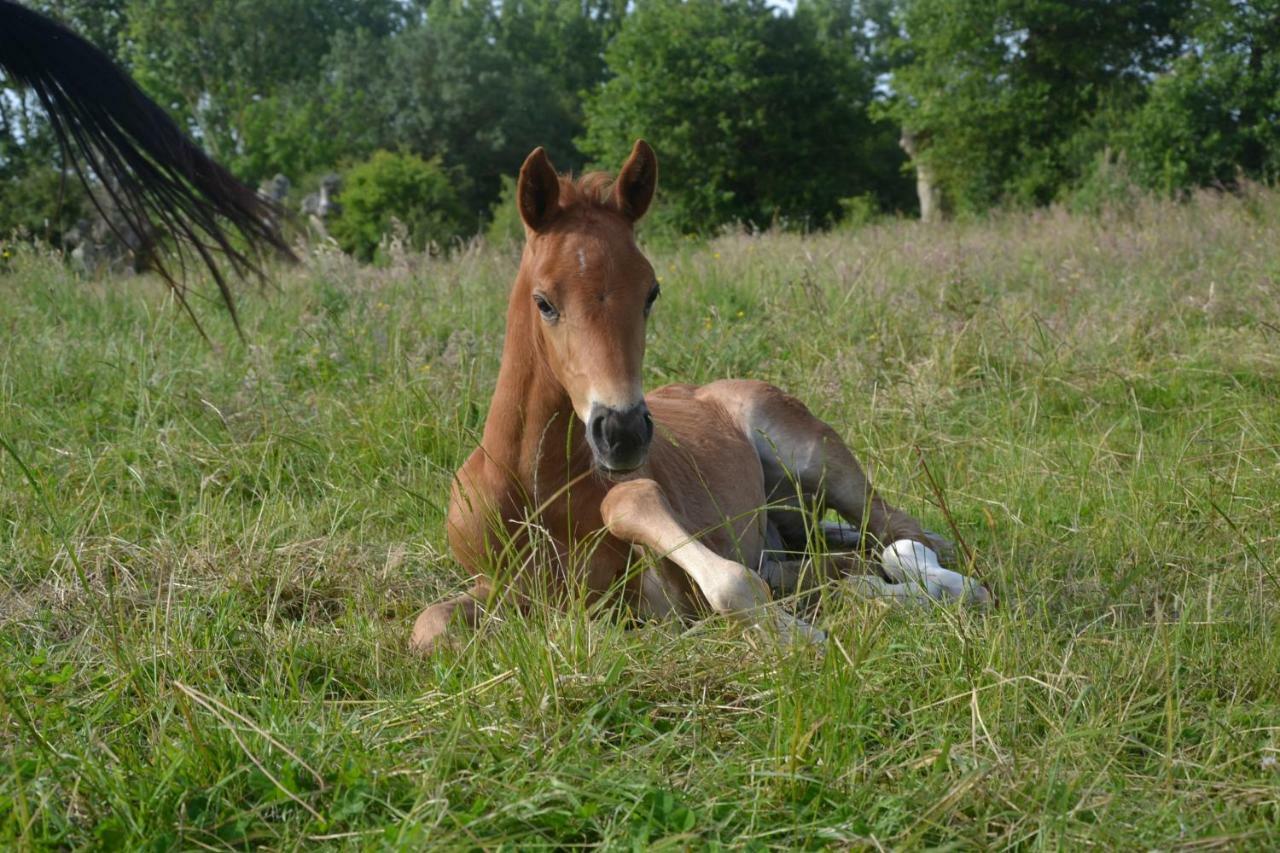 Gite Du Haras Les Aubiers Dış mekan fotoğraf